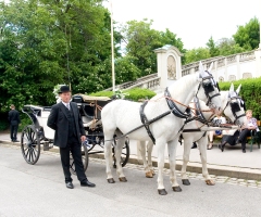 Fiaker carriage tours in Vienna